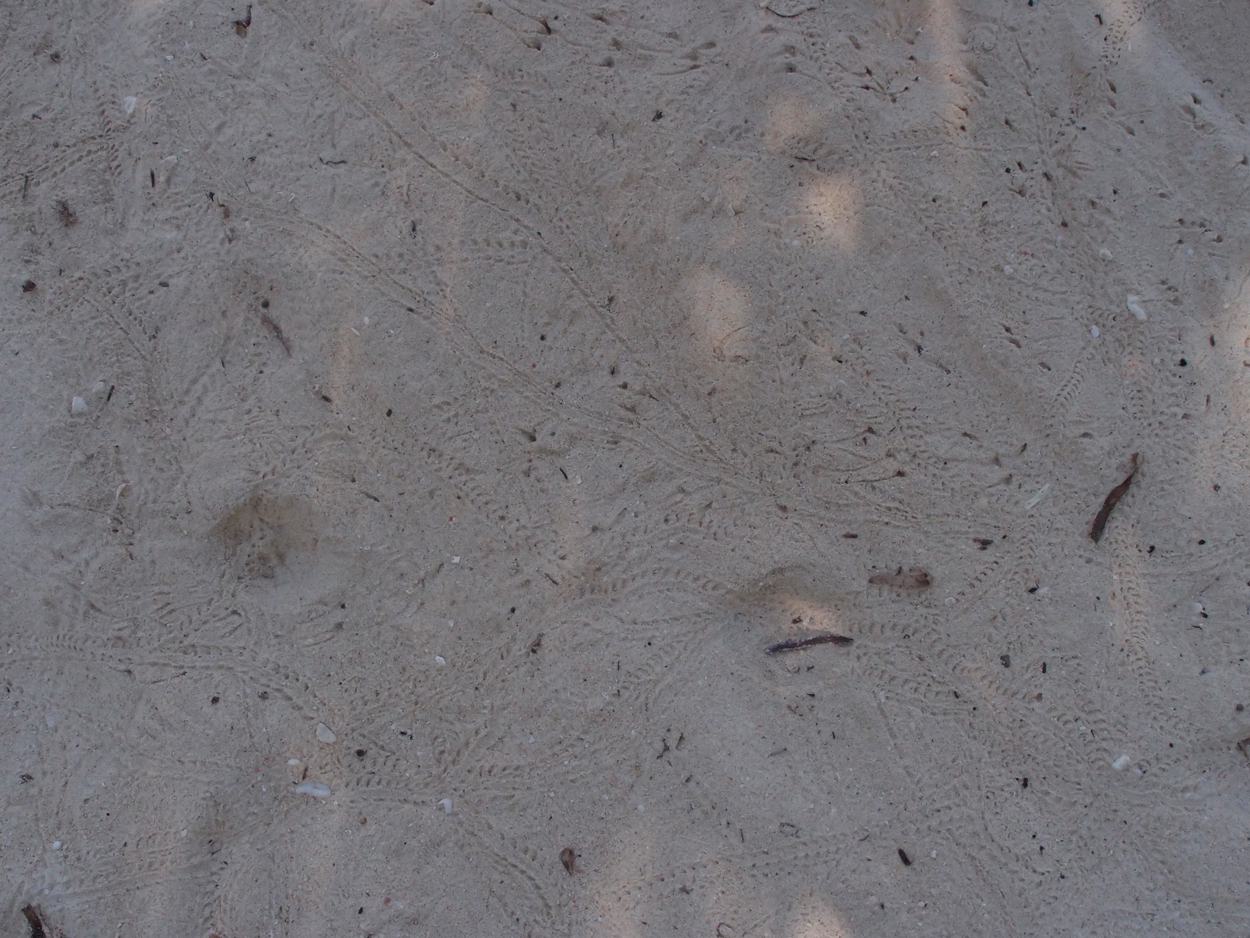 2015-10-07 04 Sand (Foto)